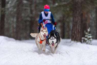 Reshetiha, Rusya - 02.02.2019 Kızak Köpek Yarışları. Husky kızak köpekleri takımı köpek musher ile kızak çekiyor. Kış yarışması.