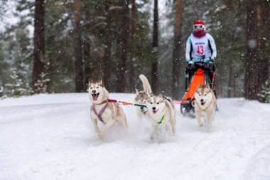 Reshetiha, Rusya - 02.02.2019 Kızak Köpek Yarışları. Husky kızak köpekleri takımı köpek mushe 'sinden bir kızak çeker.