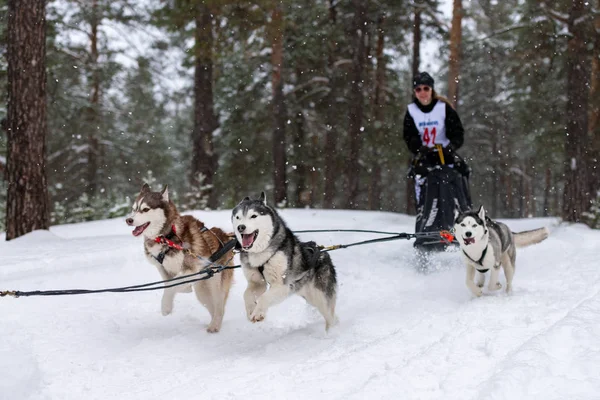 Reshetiha, Rusland - 02.02.2019 - Sled dog racing. Husky slee honden team trekken een slee met hond musher. Kampioenschapswedstrijd. — Stockfoto
