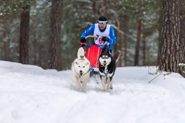 Reshetiha, Rusland - 02.02.2019 - Sled dog racing. Husky slee honden team trekken een slee met hond musher. Kampioenschapswedstrijd. — Stockfoto