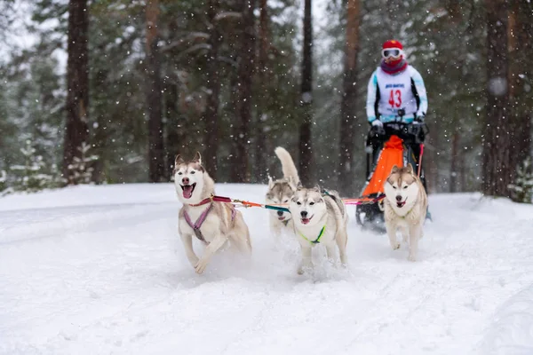 Reshetiha, Russia - 02.02.2019 - Sled dog racing. Husky sled dogs team pull a sled with dog mushe — Stock Photo, Image