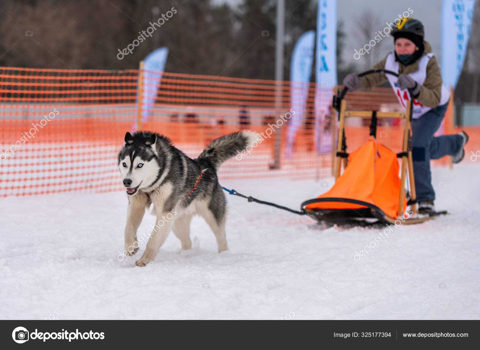 Reshetiha Russie 02 02 2019 Course De Chiens De Traineau Concours De Championnat Pour Enfants Husky Equipe De Chiens De Traineau Tirer Un Traineau Avec Jeune Musher Chien Photo Editoriale C Travelarium 325177394