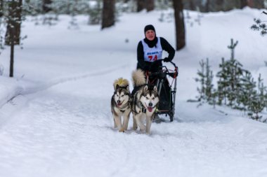 Reshetiha, Rusya - 02.02.2019 Kızak Köpek Yarışları. Husky kızak köpekleri takımı köpek sürücüsüyle kızak çekiyor. Şampiyonluk yarışması.