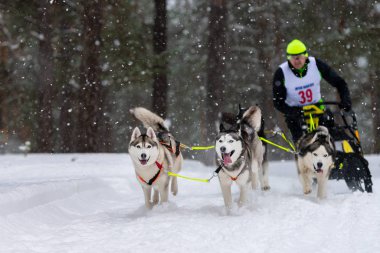 Reshetiha, Rusya - 02.02.2019 Kızak Köpek Yarışları. Husky kızak köpekleri takımı köpek musher ile kızak çekiyor. Kış yarışması.