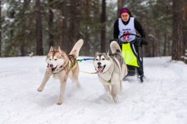 Reshetiha, Rusya - 02.02.2019 Kızak Köpek Yarışları. Husky kızak köpekleri takımı köpek sürücüsüyle kızak çekiyor. Şampiyonluk yarışması.