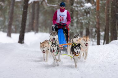 Reshetiha, Rusya - 02.02.2019 Kızak Köpek Yarışları. Husky kızak köpekleri takımı köpek sürücüsüyle kızak çekiyor. Şampiyonluk yarışması.