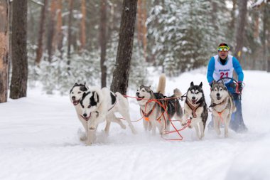 Reshetiha, Rusya - 02.02.2019 Kızak Köpek Yarışları. Husky kızak köpekleri takımı köpek sürücüsüyle kızak çekiyor. Şampiyonluk yarışması.