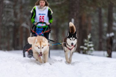 Reshetiha, Rusya - 02.02.2019 Kızak Köpek Yarışları. Husky kızak köpekleri takımı köpek sürücüsüyle kızak çekiyor. Şampiyonluk yarışması.