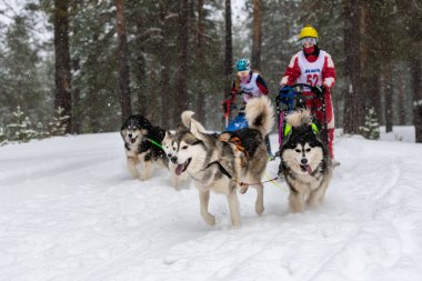 Reshetiha, Rusya - 02.02.2019 Kızak Köpek Yarışları. Husky kızak köpekleri takımı köpek musher ile kızak çekiyor. Şampiyonluk yarışması.
