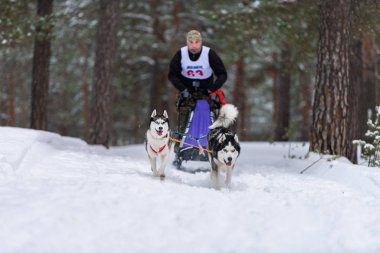 Reshetiha, Rusya - 02.02.2019 Kızak Köpek Yarışları. Husky kızak köpekleri takımı köpek sürücüsüyle kızak çekiyor. Şampiyonluk yarışması.