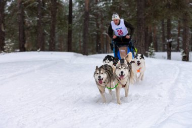 Reshetiha, Rusya - 02.02.2019 Kızak Köpek Yarışları. Husky kızak köpekleri takımı köpek musher ile kızak çekiyor. Şampiyonluk yarışması.