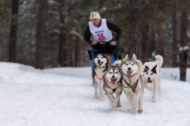 Reshetiha, Rusya - 02.02.2019 Kızak Köpek Yarışları. Husky kızak köpekleri takımı köpek musher ile kızak çekiyor. Kış yarışması.