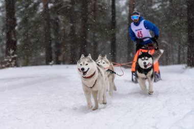 Reshetiha, Rusya - 02.02.2019 Kızak Köpek Yarışları. Husky kızak köpekleri takımı köpek musher ile kızak çekiyor. Kış yarışması.