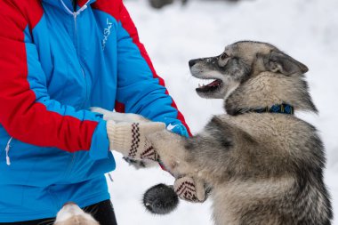 Husky köpeği kızla oynuyor. Kış yürüyüşü. Evcil hayvanları olan mutlu bir kadın. - Reshetiha, Rusya - 02.02.2019