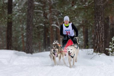 Reshetiha, Rusya - 02.02.2019 Kızak Köpek Yarışları. Husky kızak köpekleri takımı köpek sürücüsüyle kızak çekiyor. Şampiyonluk yarışması.