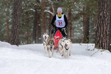 Reshetiha, Rusya - 02.02.2019 Kızak Köpek Yarışları. Husky kızak köpekleri takımı köpek sürücüsüyle kızak çekiyor. Şampiyonluk yarışması.