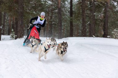 Reshetiha, Rusya - 02.02.2019 Kızak Köpek Yarışları. Husky kızak köpeği.