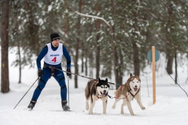 Reshetiha, Rusya - 02.02.2019 Köpek Kayağı. Husky kızağı köpek sürücüsü. Spor şampiyonası yarışması.