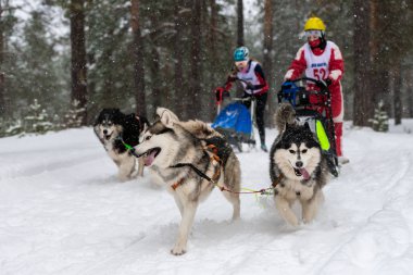Reshetiha, Rusya - 02.02.2019 Kızak Köpek Yarışları. Husky kızak köpekleri takımı köpek sürücüsüyle kızak çekiyor. Şampiyonluk yarışması.