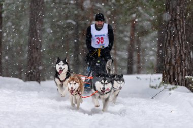 Reshetiha, Rusya - 02.02.2019 Kızak Köpek Yarışları. Husky kızak köpekleri takımı köpek mushe 'sinden bir kızak çeker.