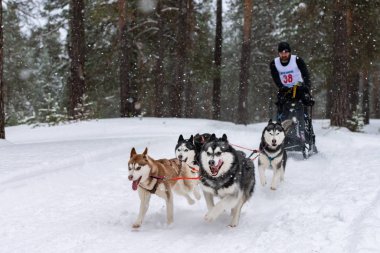 Reshetiha, Rusya - 02.02.2019 Kızak Köpek Yarışları. Husky kızak köpekleri takımı köpek musher ile kızak çekiyor. Şampiyonluk yarışması.