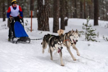 Reshetiha, Rusya - 02.02.2019 Kızak Köpek Yarışları. Husky kızak köpekleri takımı köpek mushe 'sinden bir kızak çeker.