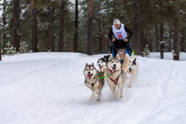 Reshetiha, Rusya - 02.02.2019 Kızak Köpek Yarışları. Husky kızak köpekleri takımı köpek musher ile kızak çekiyor. Şampiyonluk yarışması.