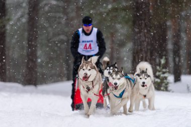 Reshetiha, Rusya - 02.02.2019 Kızak Köpek Yarışları. Husky kızak köpekleri takımı köpek sürücüsüyle kızak çekiyor. Kış yarışması.