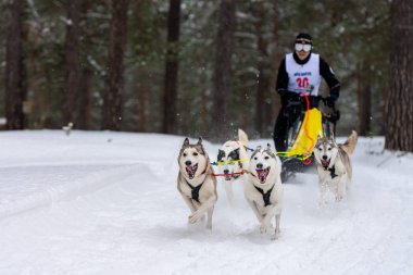 Reshetiha, Rusya - 02.02.2019 Kızak Köpek Yarışları. Husky kızak köpekleri takımı köpek musher ile kızak çekiyor. Şampiyonluk yarışması.