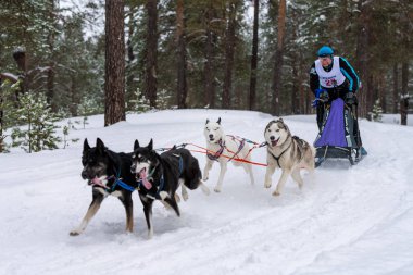 Reshetiha, Rusya - 02.02.2019 Kızak Köpek Yarışları. Husky kızak köpekleri takımı köpek sürücüsüyle kızak çekiyor. Şampiyonluk yarışması.