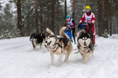 Reshetiha, Rusya - 02.02.2019 Kızak Köpek Yarışları. Husky kızak köpekleri takımı köpek sürücüsüyle kızak çekiyor. Şampiyonluk yarışması.