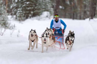 Reshetiha, Rusya - 02.02.2019 Kızak Köpek Yarışları. Husky kızak köpekleri takımı köpek mushe 'sinden bir kızak çeker.