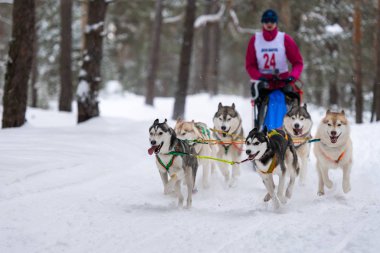 Reshetiha, Rusya - 02.02.2019 Kızak Köpek Yarışları. Husky kızak köpekleri takımı köpek musher ile kızak çekiyor. Şampiyonluk yarışması.