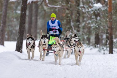 Reshetiha, Rusya - 02.02.2019 Kızak Köpek Yarışları. Husky kızak köpekleri takımı köpek sürücüsüyle kızak çekiyor. Şampiyonluk yarışması.