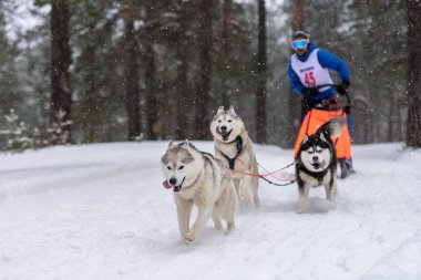 Reshetiha, Rusya - 02.02.2019 Kızak Köpek Yarışları. Husky kızak köpekleri takımı köpek sürücüsüyle kızak çekiyor. Kış yarışması.