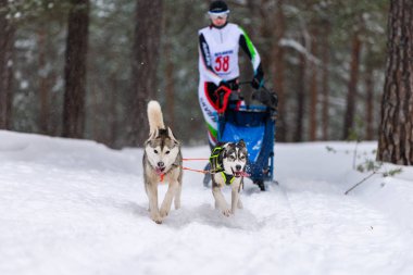 Reshetiha, Rusya - 02.02.2019 Kızak Köpek Yarışları. Husky kızak köpekleri takımı köpek musher ile kızak çekiyor. Şampiyonluk yarışması.