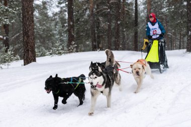 Reshetiha, Rusya - 02.02.2019 Kızak Köpek Yarışları. Husky kızak köpekleri takımı köpek musher ile kızak çekiyor. Kış yarışması.