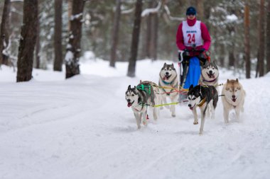Reshetiha, Rusya - 02.02.2019 Kızak Köpek Yarışları. Husky kızak köpekleri takımı köpek sürücüsüyle kızak çekiyor. Şampiyonluk yarışması.