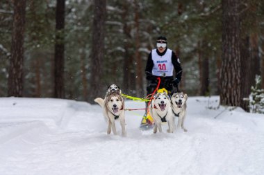 Reshetiha, Rusya - 02.02.2019 Kızak Köpek Yarışları. Husky kızak köpekleri takımı köpek sürücüsüyle kızak çekiyor. Şampiyonluk yarışması.