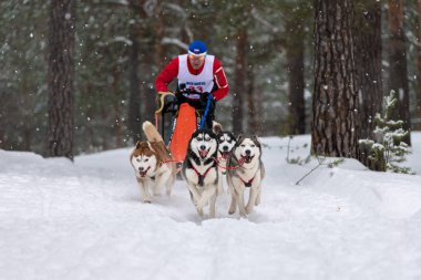 Reshetiha, Rusya - 02.02.2019 Kızak Köpek Yarışları. Husky kızak köpekleri takımı köpek musher ile kızak çekiyor. Şampiyonluk yarışması.