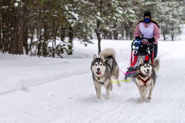 Reshetiha, Rusya - 02.02.2019 Kızak Köpek Yarışları. Husky kızak köpekleri takımı köpek mushe 'sinden bir kızak çeker.