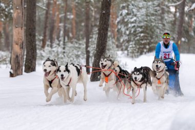 Reshetiha, Rusya - 02.02.2019 Kızak Köpek Yarışları. Husky kızak köpekleri takımı köpek sürücüsüyle kızak çekiyor. Şampiyonluk yarışması.