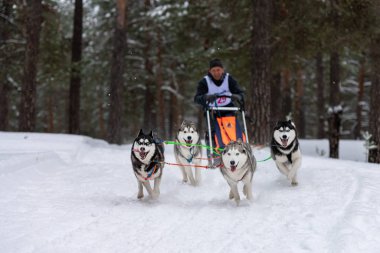 Reshetiha, Rusya - 02.02.2019 Kızak Köpek Yarışları. Husky kızak köpekleri takımı köpek musher ile kızak çekiyor. Şampiyonluk yarışması.