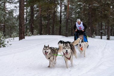Reshetiha, Rusya - 02.02.2019 Kızak Köpek Yarışları. Husky kızak köpekleri takımı köpek sürücüsüyle kızak çekiyor. Şampiyonluk yarışması.