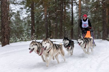 Reshetiha, Rusya - 02.02.2019 Kızak Köpek Yarışları. Husky kızak köpekleri takımı köpek sürücüsüyle kızak çekiyor. Şampiyonluk yarışması.