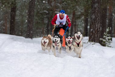 Reshetiha, Rusya - 02.02.2019 Kızak Köpek Yarışları. Husky kızak köpekleri takımı köpek sürücüsüyle kızak çekiyor. Şampiyonluk yarışması.