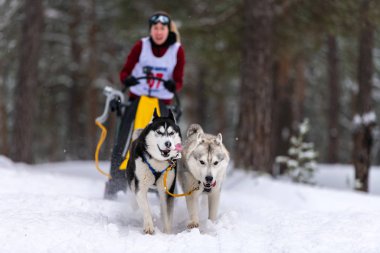 Reshetiha, Rusya - 02.02.2019 Kızak Köpek Yarışları. Husky kızak köpekleri takımı köpekli bir kızak çekiyor.