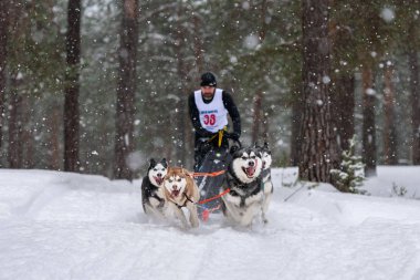 Reshetiha, Rusya - 02.02.2019 Kızak Köpek Yarışları. Husky kızak köpekleri takımı köpekli bir kızak çekiyor.