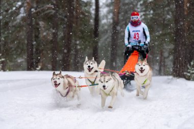 Reshetiha, Rusya - 02.02.2019 Kızak Köpek Yarışları. Husky kızak köpekleri takımı köpek sürücüsüyle kızak çekiyor. Kış yarışması.