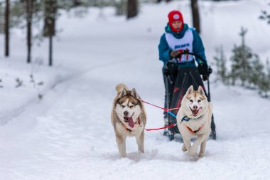 Reshetiha, Rusya - 02.02.2019 Kızak Köpek Yarışları. Husky kızak köpekleri takımı köpek sürücüsüyle kızak çekiyor. Şampiyonluk yarışması.